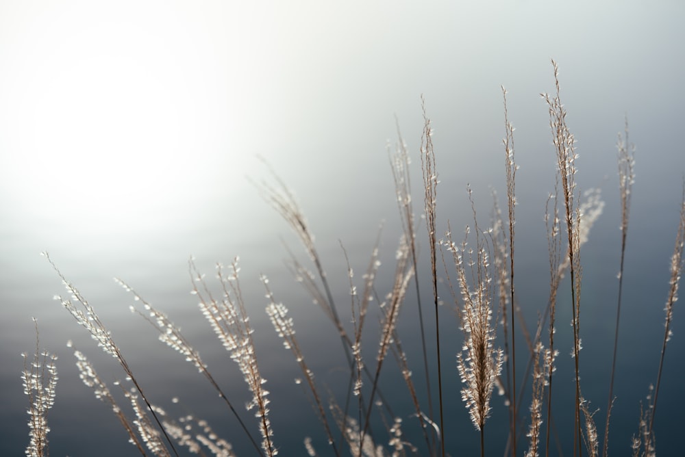 a close up of a plant with water in the background