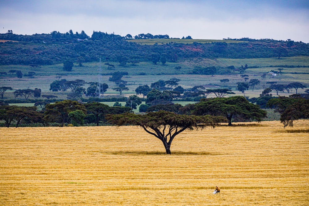 a large field with a lone tree in the middle of it