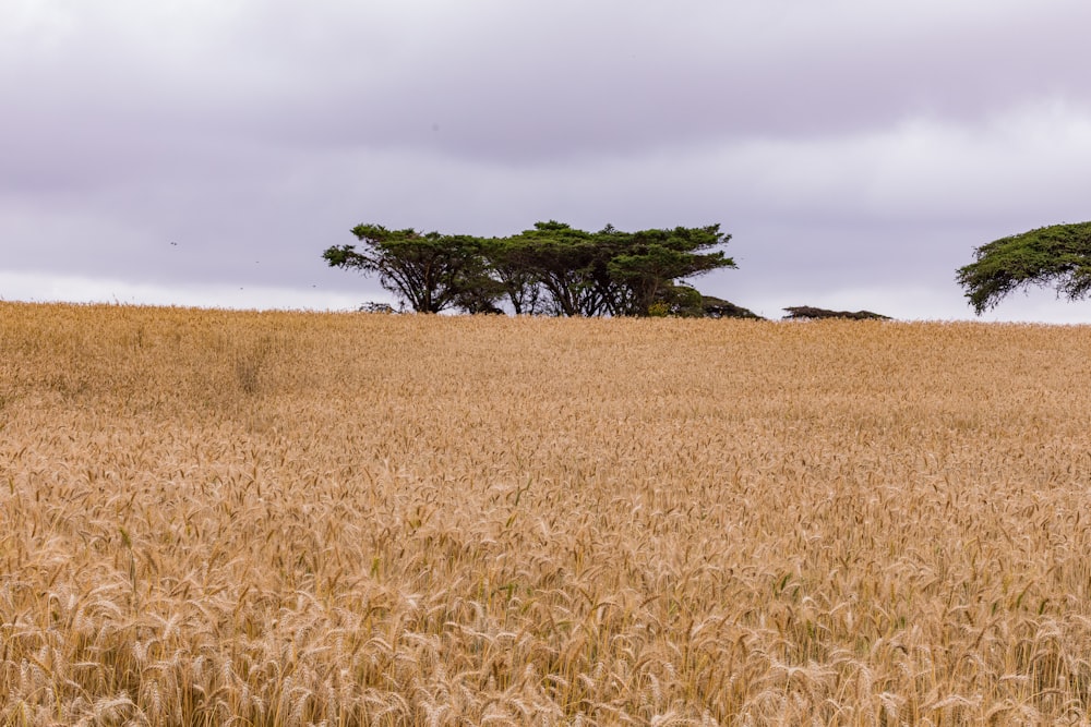 a field of wheat with two trees in the background