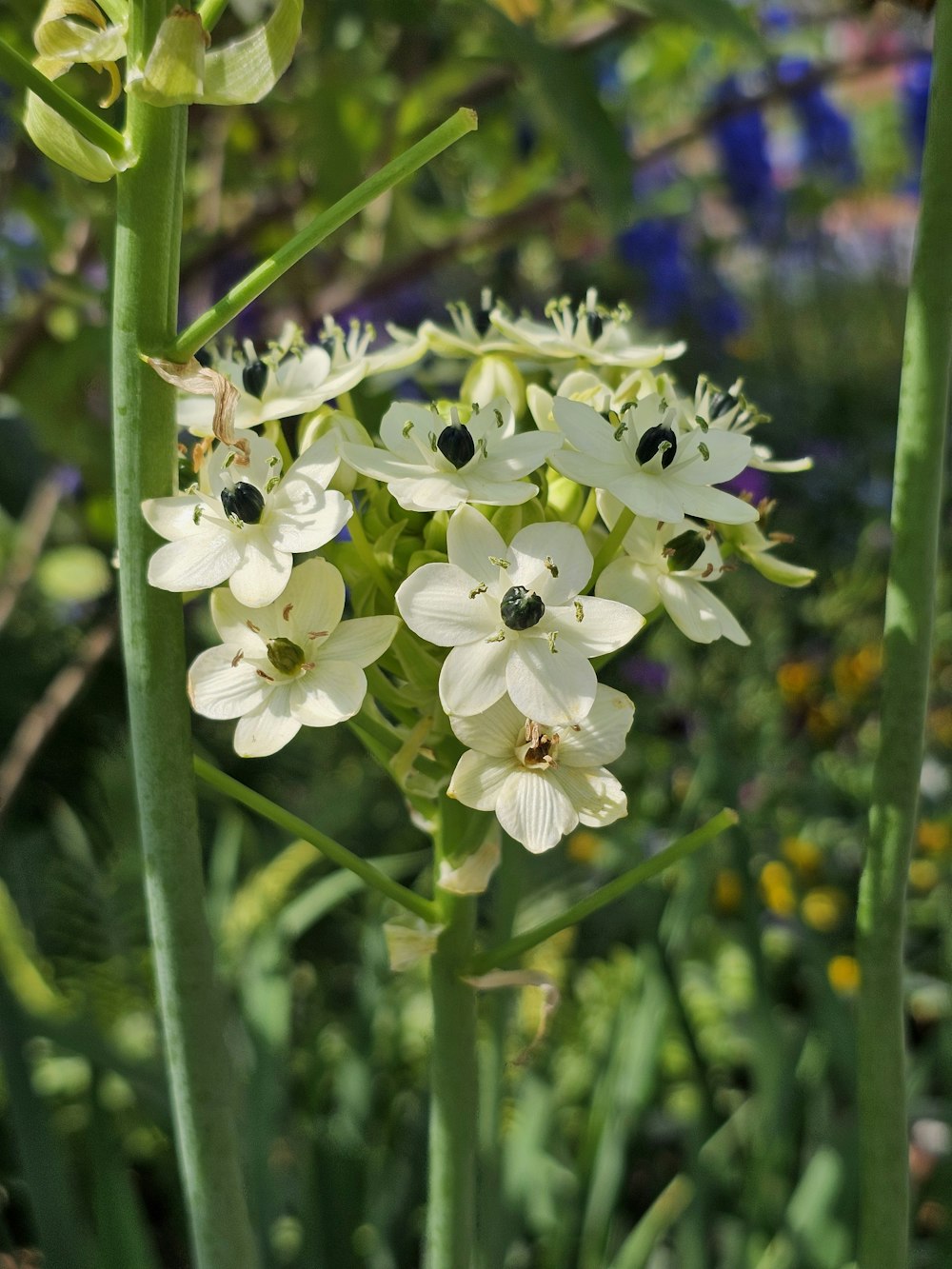 a close up of a bunch of flowers in a field