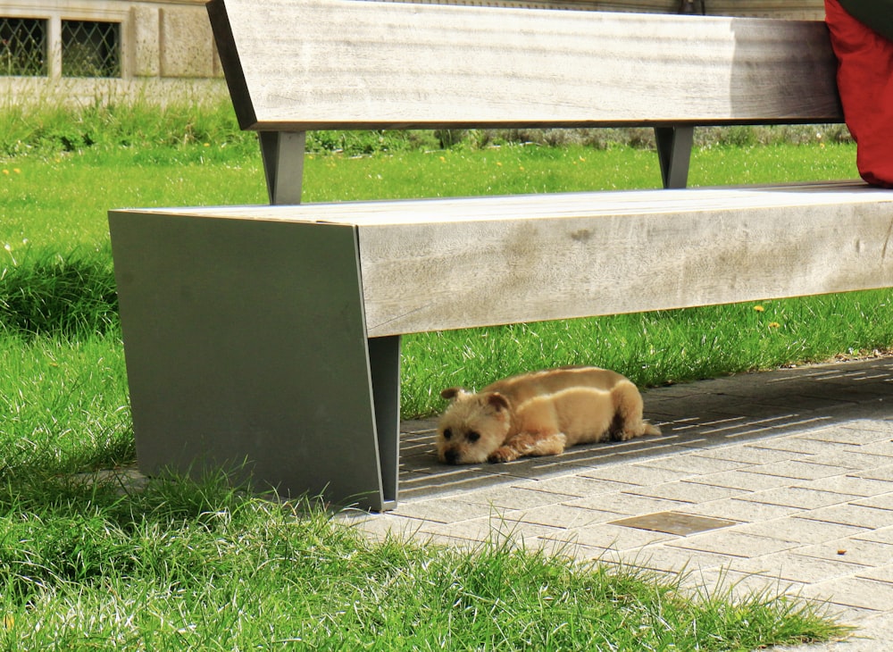 a small dog laying under a bench in the grass