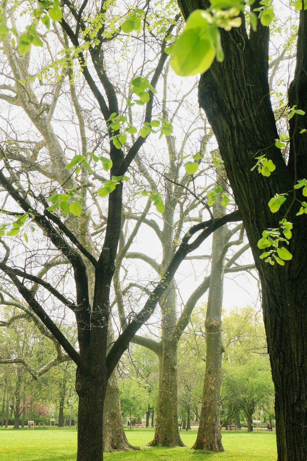 a couple of trees that are in the grass