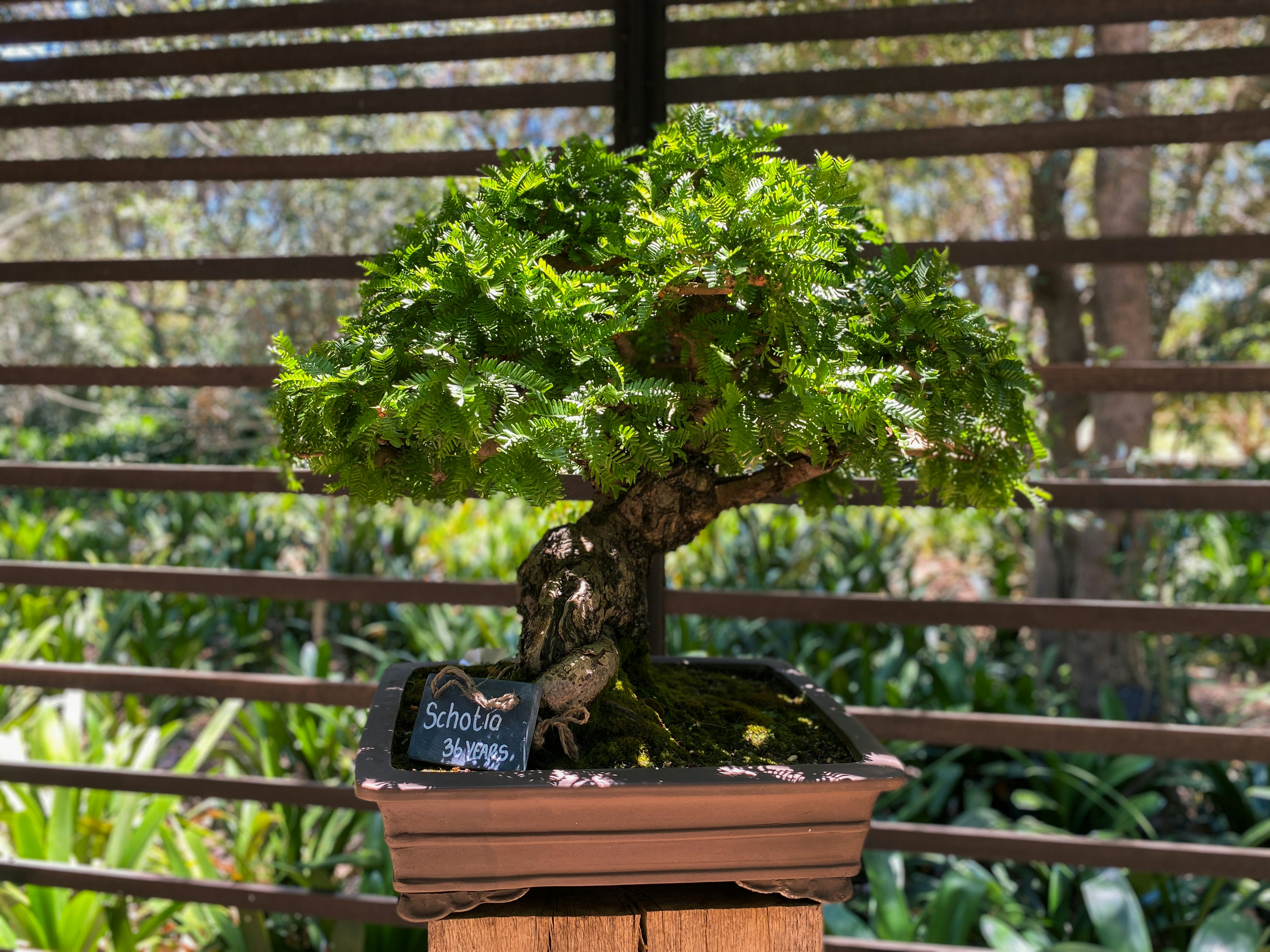 A close-up photograph of a small, vibrant green bonsai tree with a thick, gnarled trunk planted in a brown rectangular pot, displayed outdoors on a slatted wooden surface. 