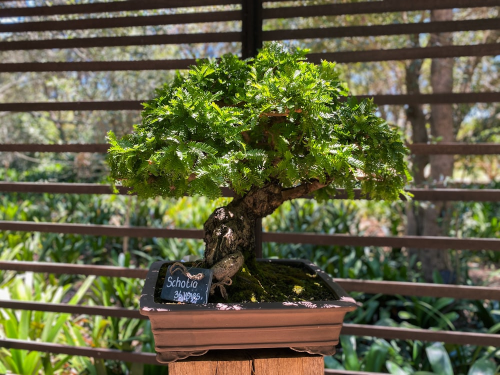 uma árvore de bonsai em um vaso sobre uma mesa