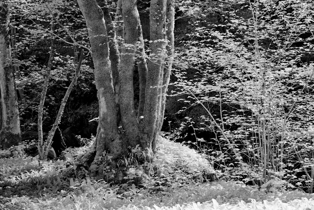 a black and white photo of a forest