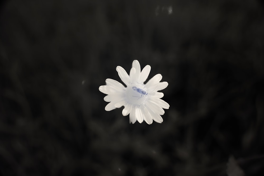 a white flower with a black background