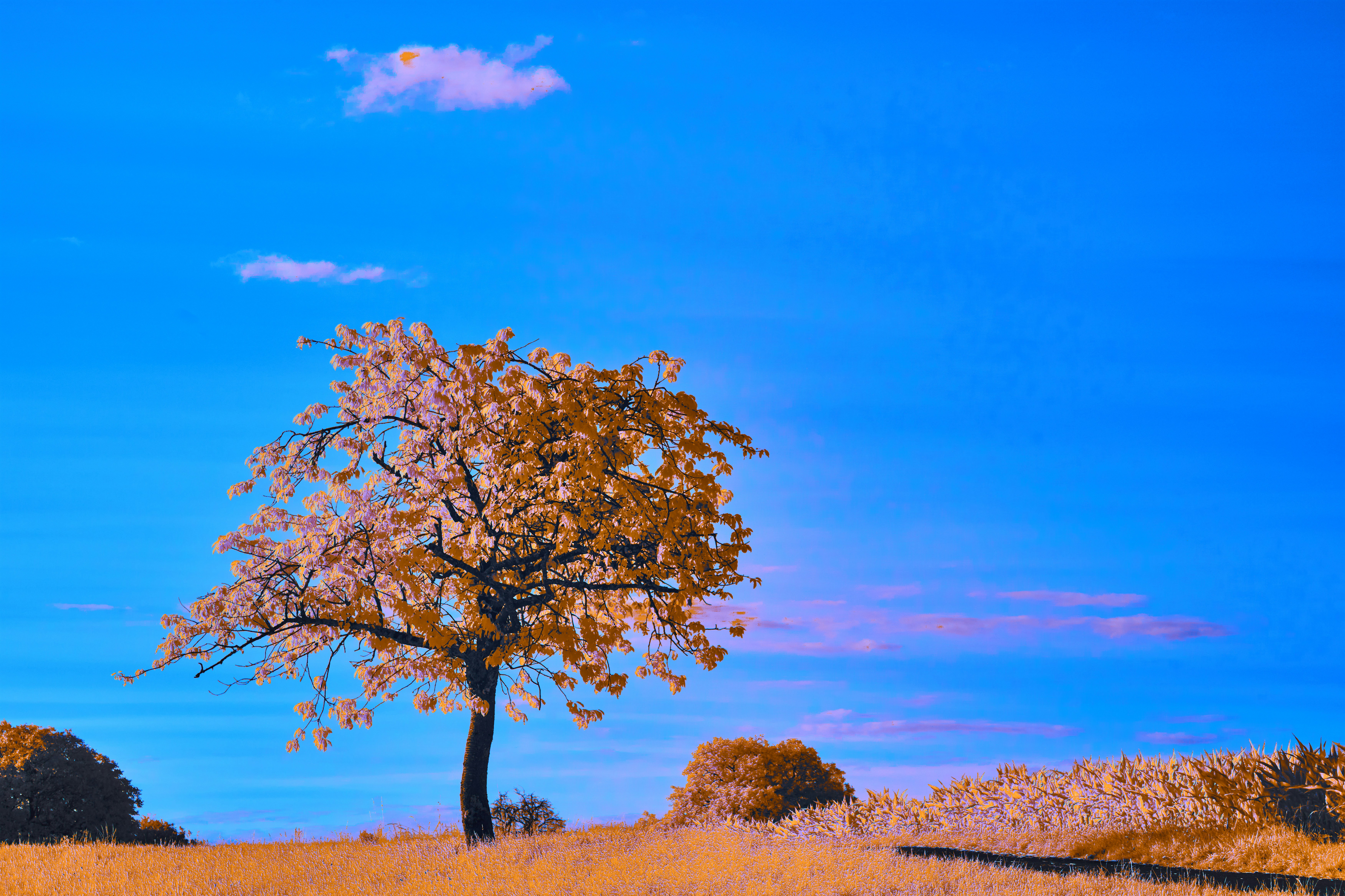 Photo by wolfgang_hasselmann