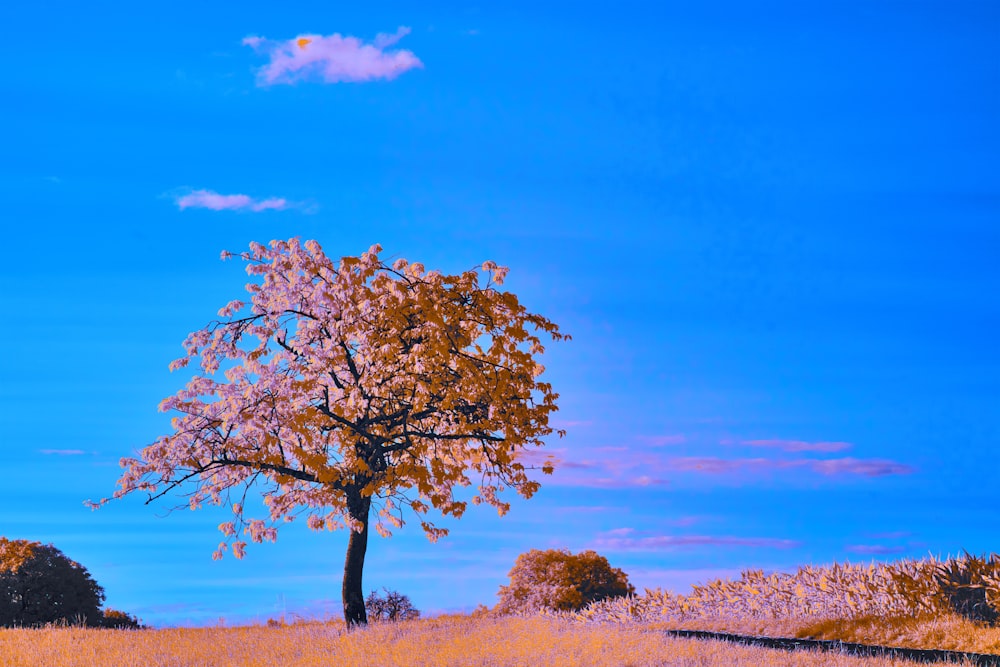 a tree in a field with a blue sky in the background