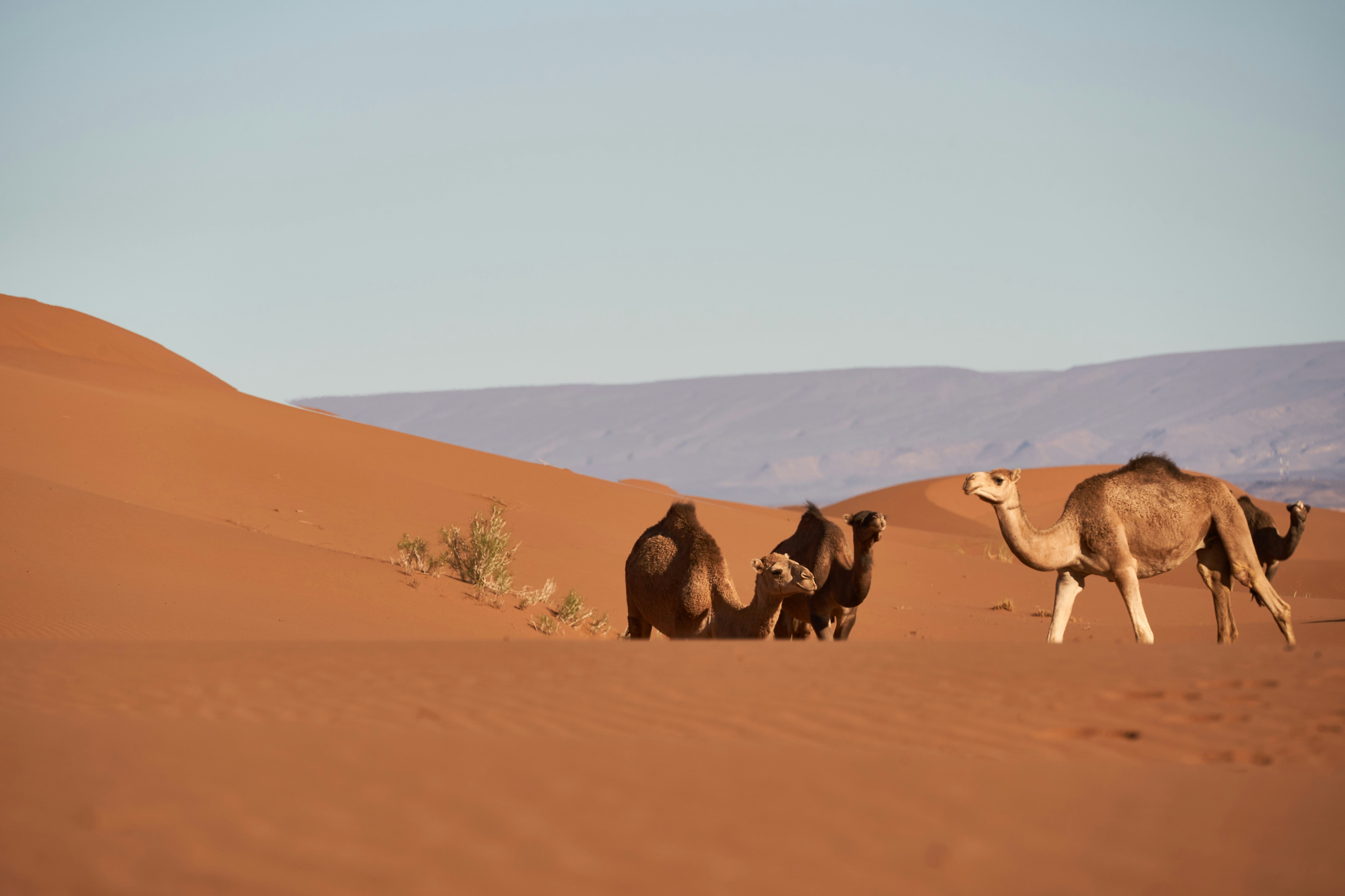 Photo by wolfgang_hasselmann