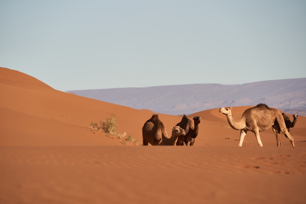 a group of camels walking in the desert