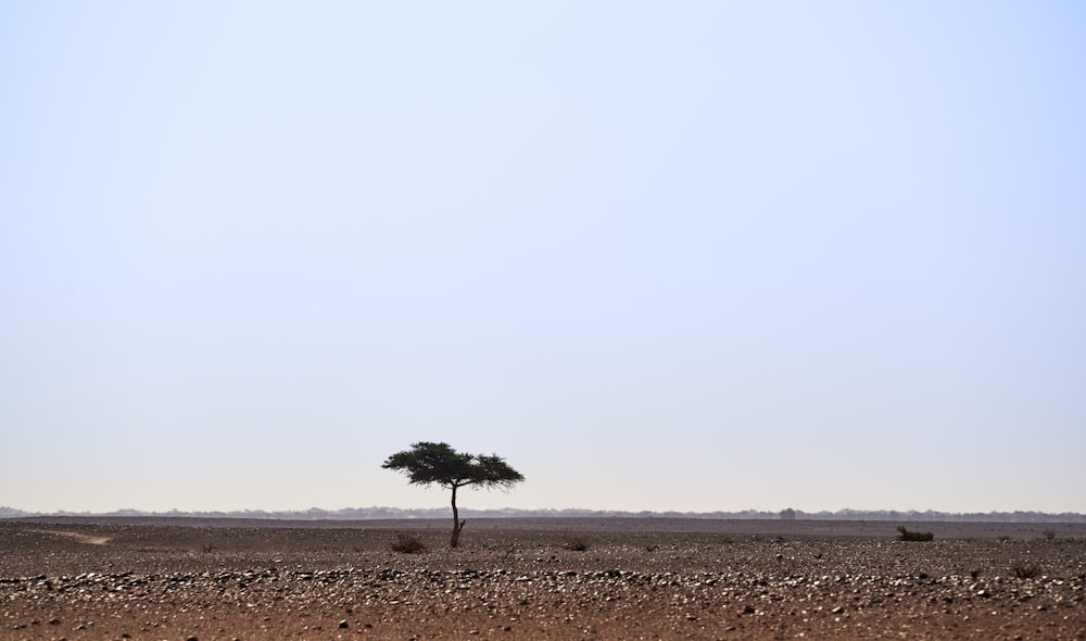 a lone tree in the middle of the desert