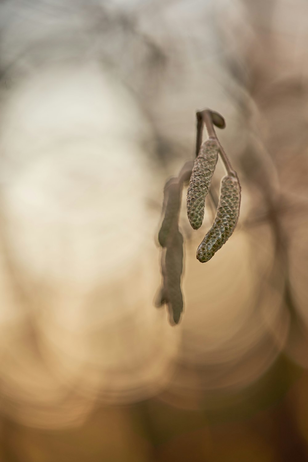 a close up of a plant with a blurry background