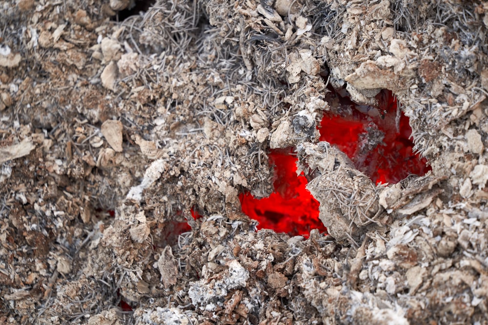 a close up of a red object on a rocky surface