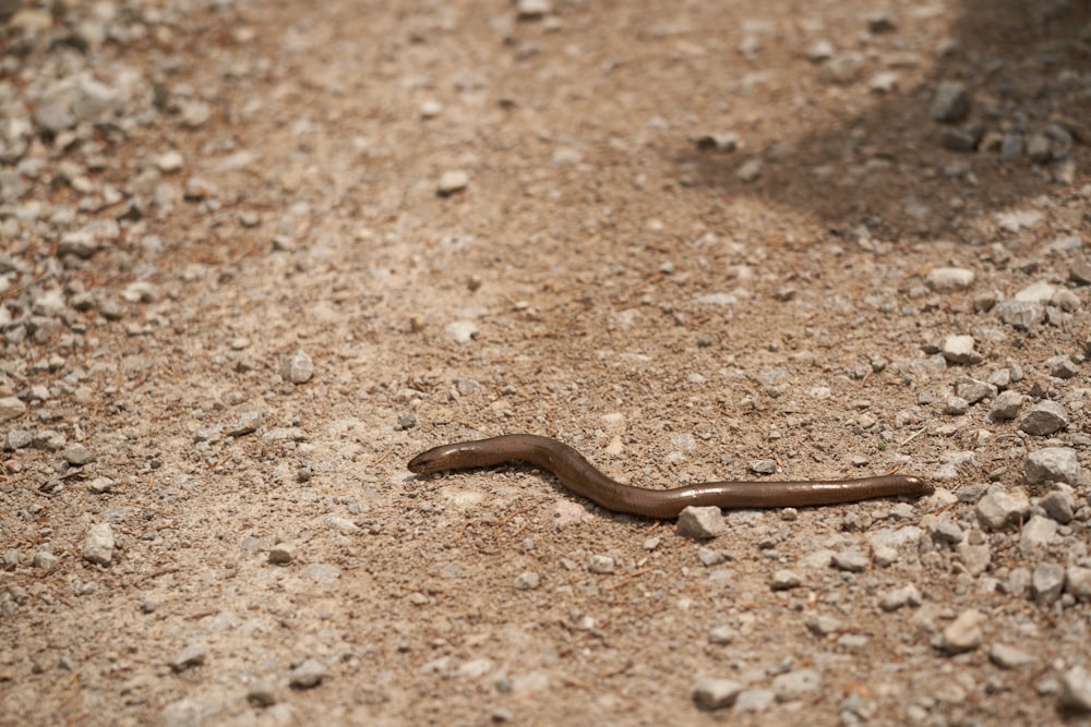 a brown snake laying on a dirt road