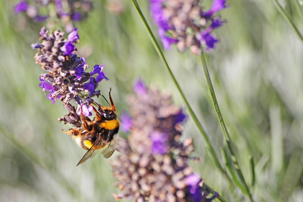 a bee sitting on a purple flower in a field