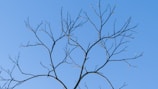 a bare tree branch against a blue sky