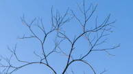 a bare tree branch against a blue sky