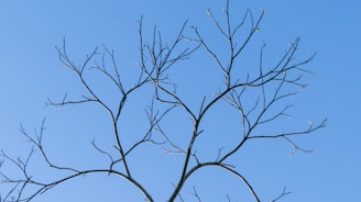 a bare tree branch against a blue sky