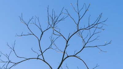 a bare tree branch against a blue sky