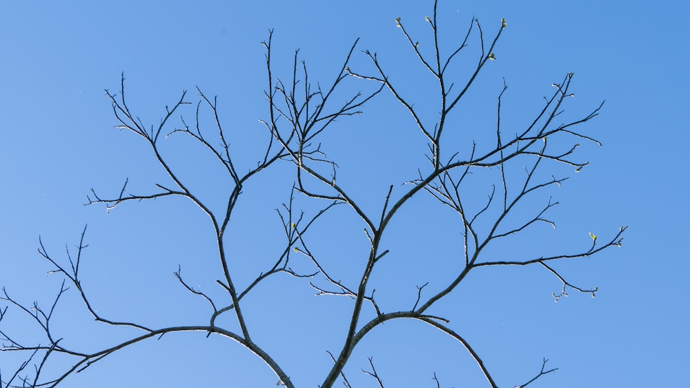 a bare tree branch against a blue sky