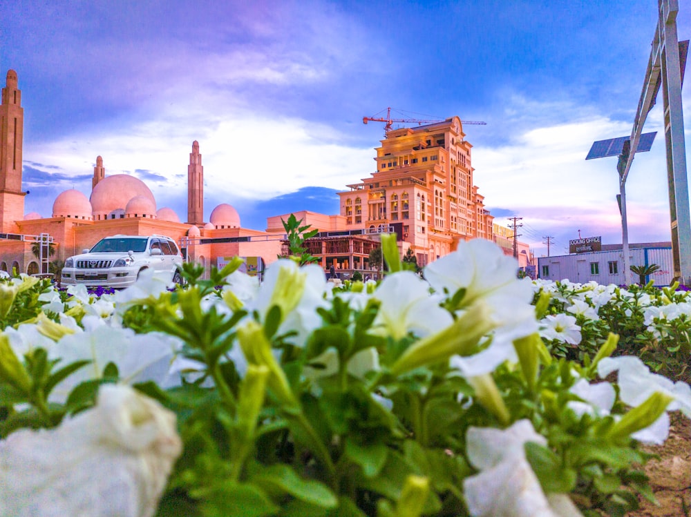 white flowers in front of a building under a cloudy sky