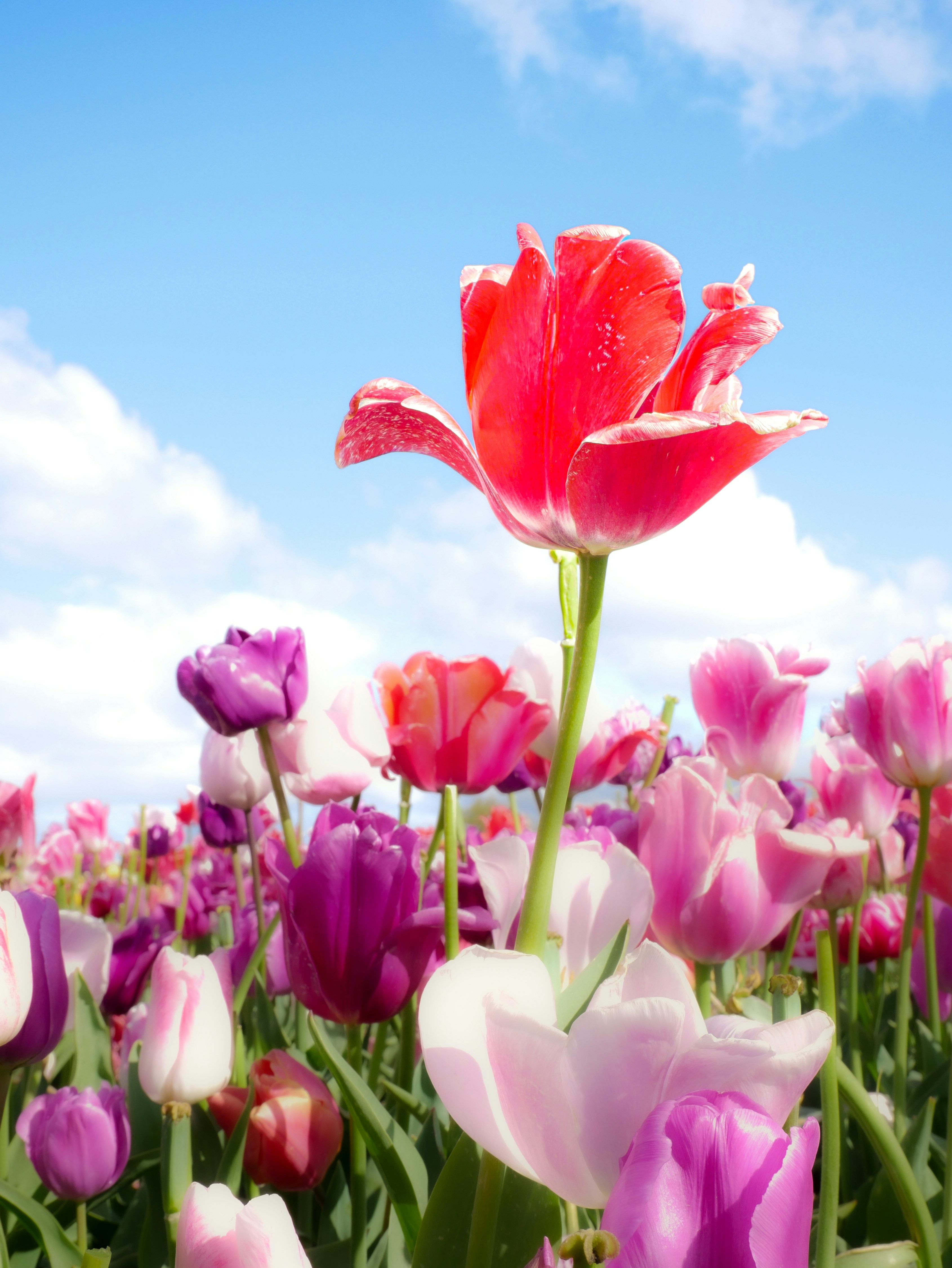 a field of flowers with a blue sky in the background