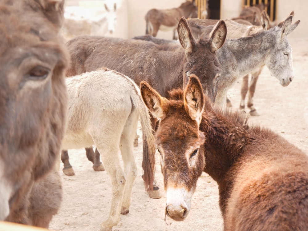 a group of donkeys standing around in a pen