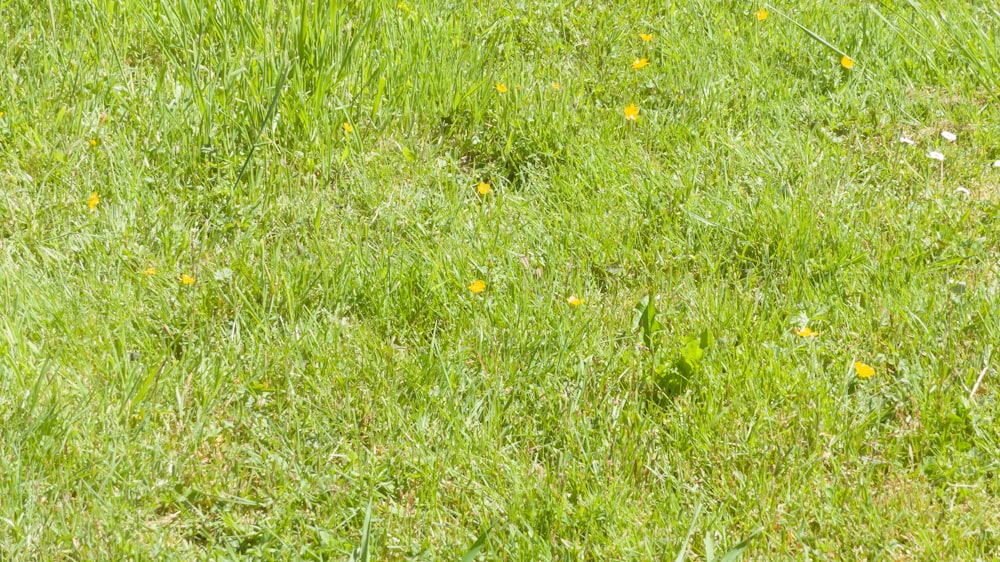 a bird standing on top of a lush green field