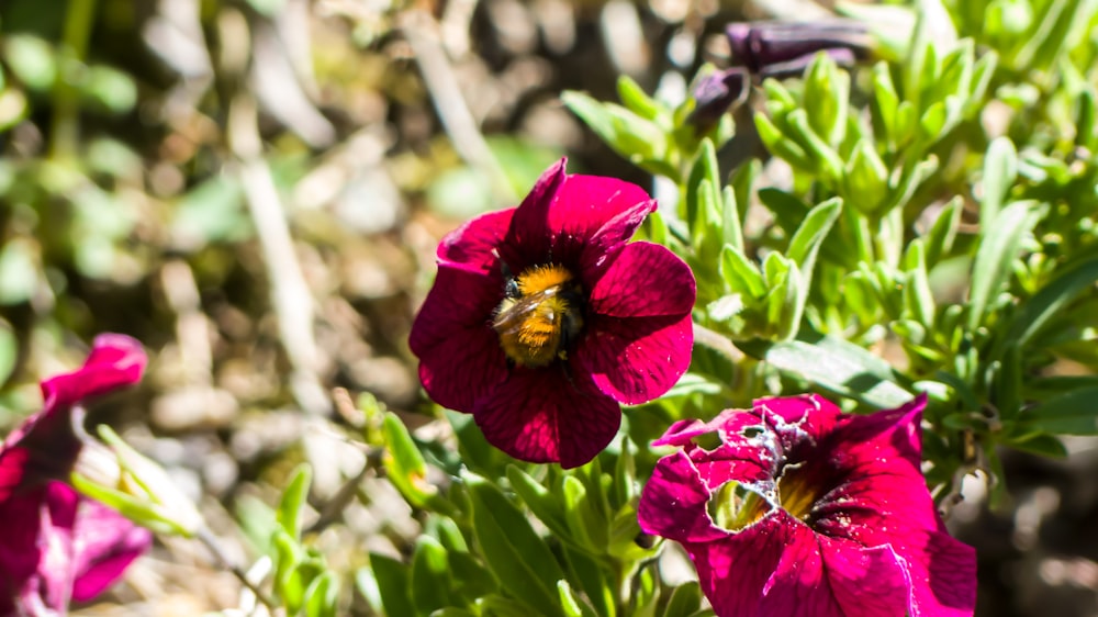 a close up of a bee on a flower