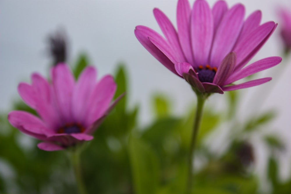 a group of pink flowers with green leaves