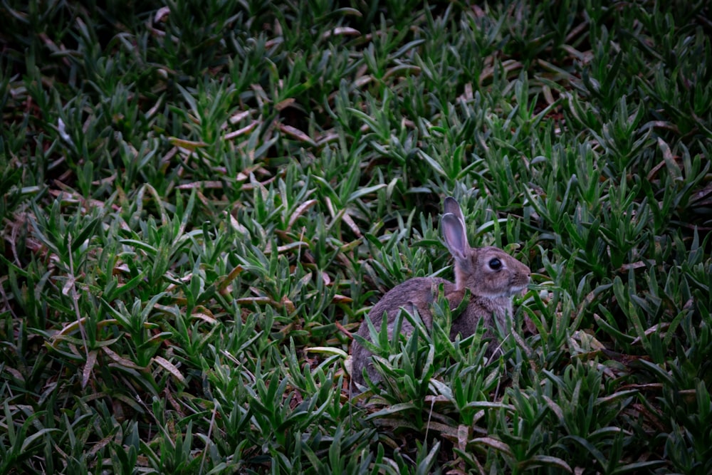 a rabbit sitting in the middle of a field of grass