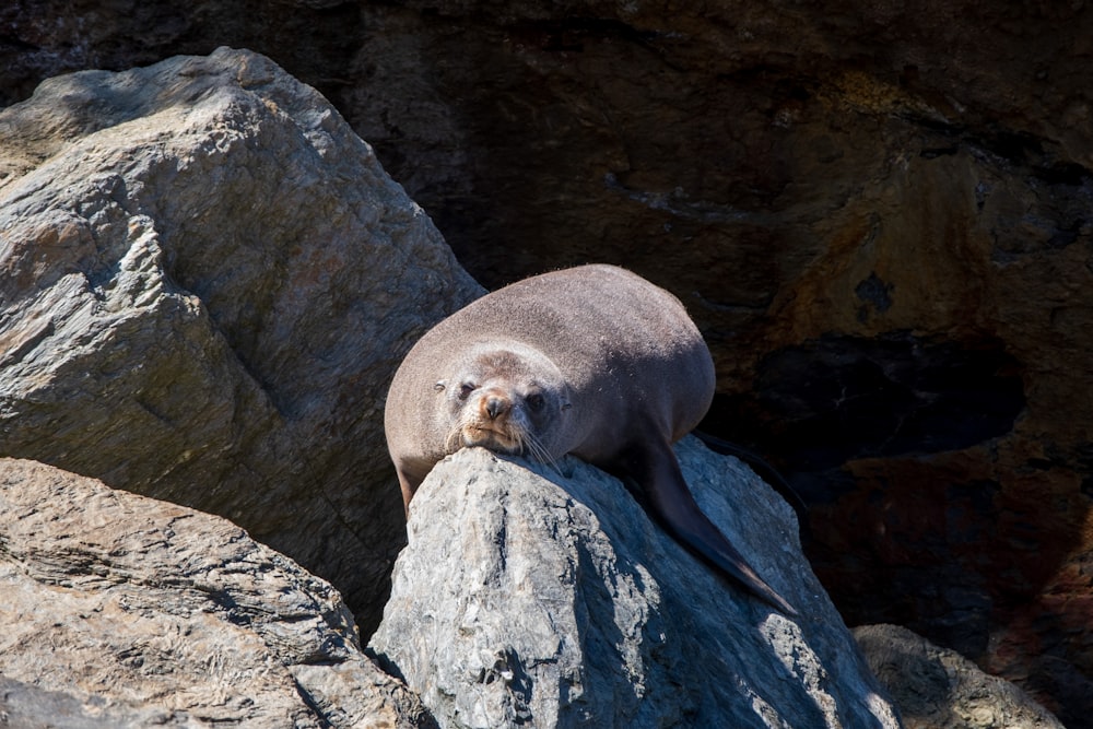 a seal sitting on top of a large rock