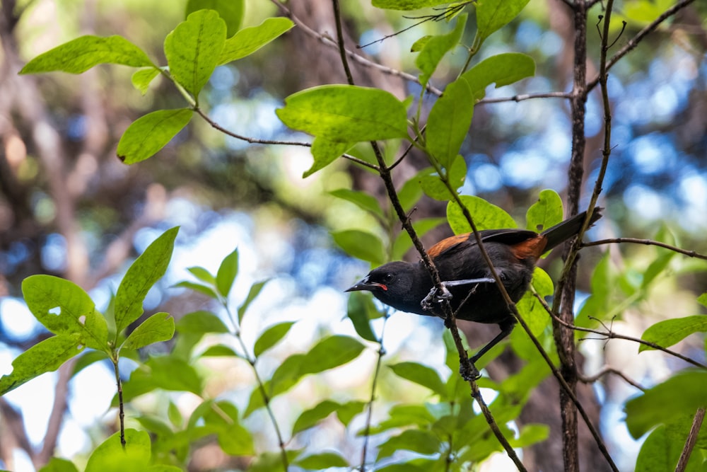 a small bird perched on a tree branch