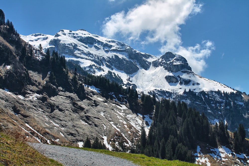 a mountain covered in snow and surrounded by trees