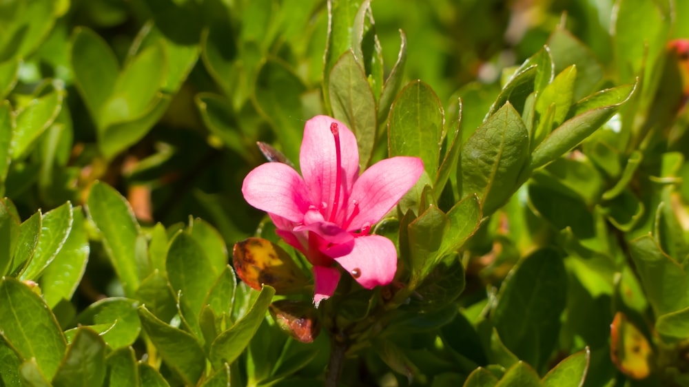 a pink flower is blooming on a green bush
