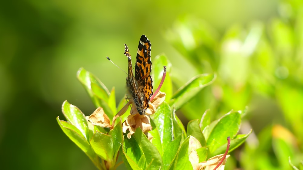 a butterfly sitting on top of a green plant