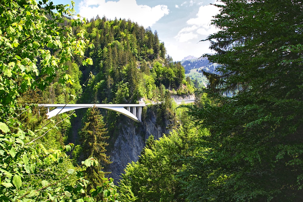 a bridge over a river in the middle of a forest