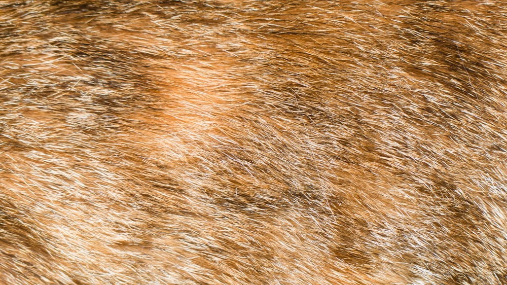 a close up of a brown and white animal's fur