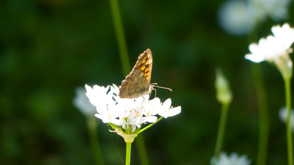a brown and white butterfly sitting on a white flower