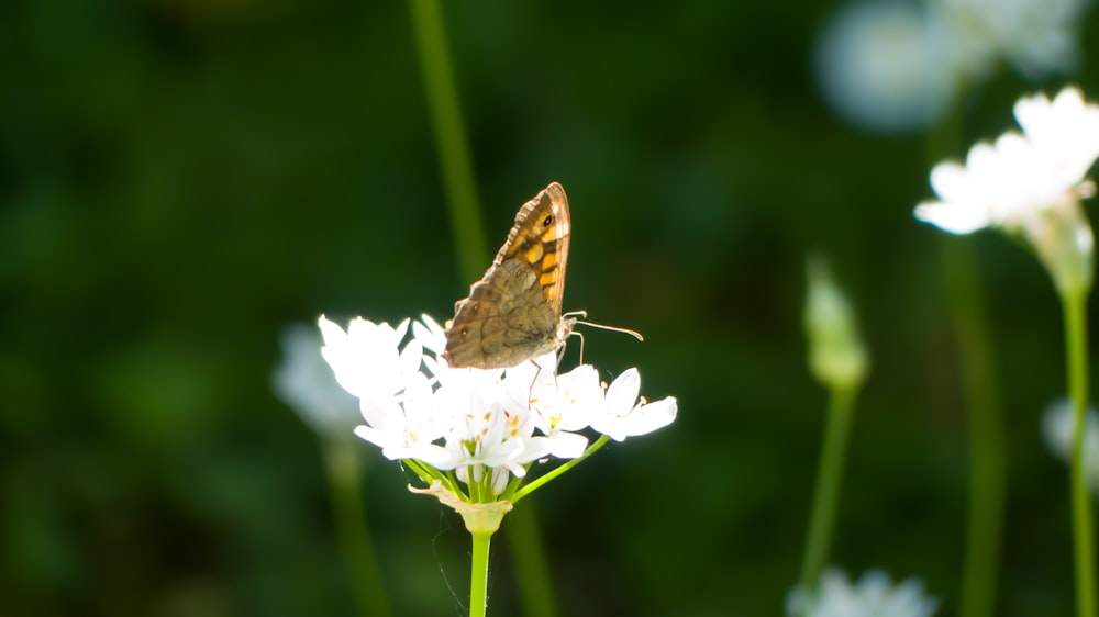 una farfalla marrone e bianca seduta su un fiore bianco