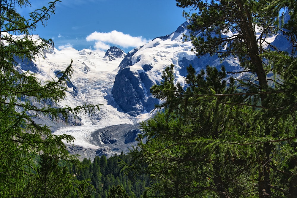 a view of a snow covered mountain through the trees