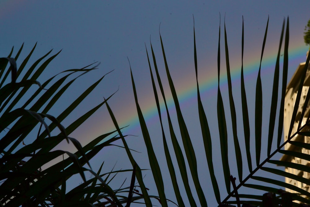 a rainbow in the sky over a palm tree