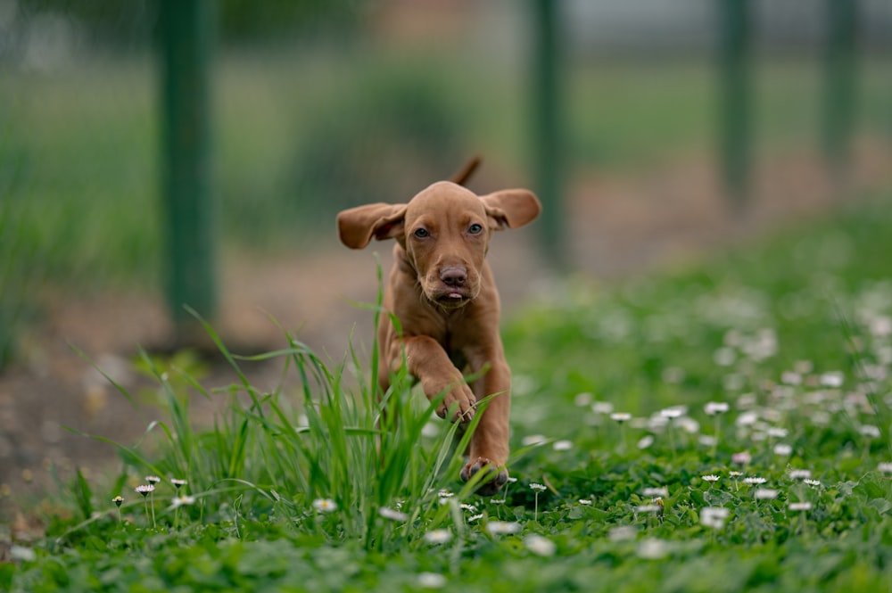 a puppy running through a field of grass