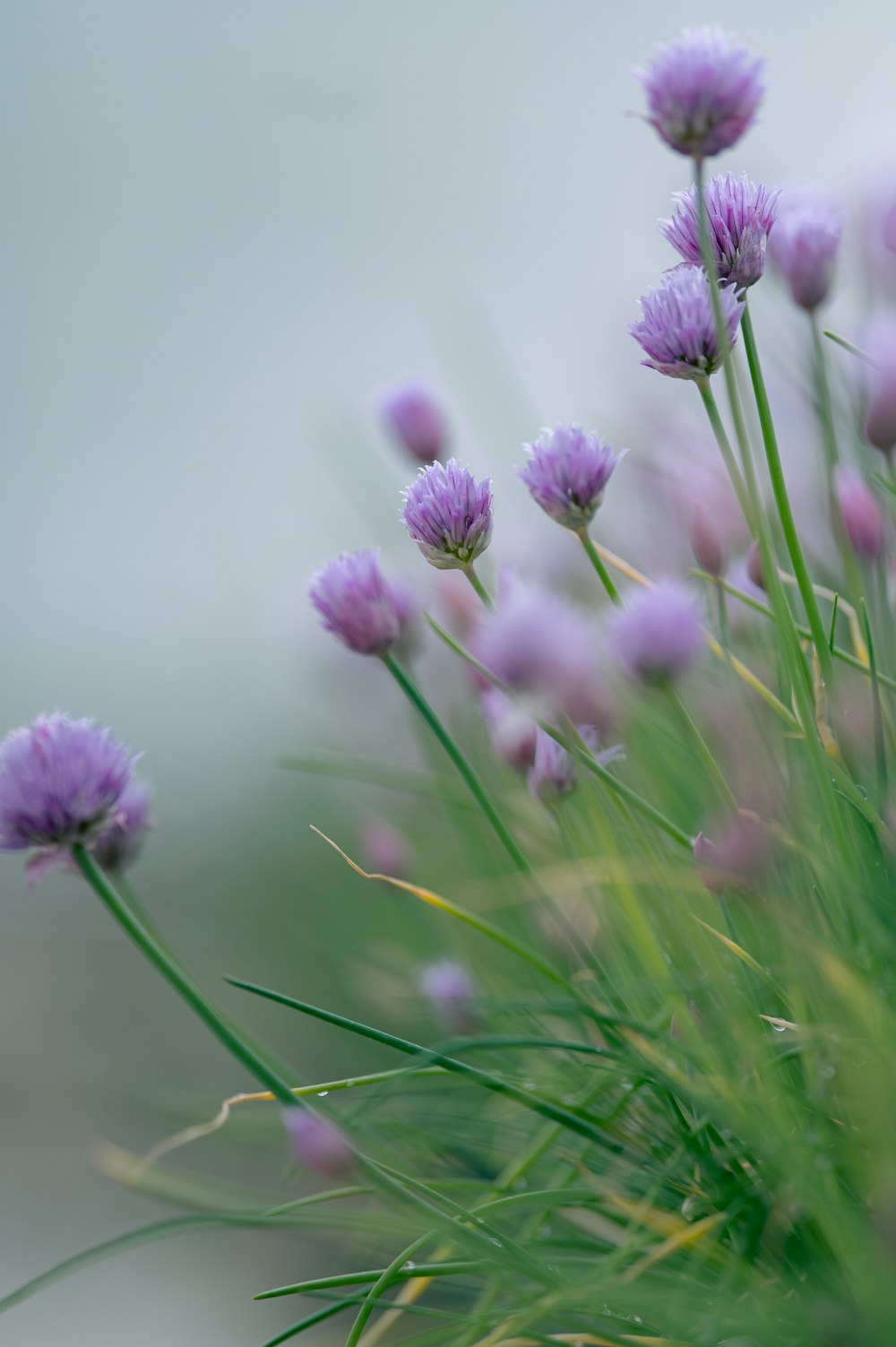 a bunch of flowers that are in the grass