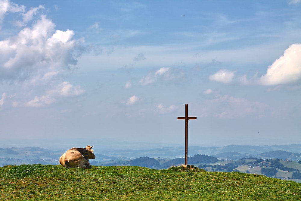 a cow sitting on a hill with a cross in the background