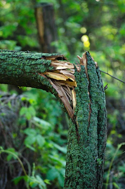 a tree that has been cut down in the forest