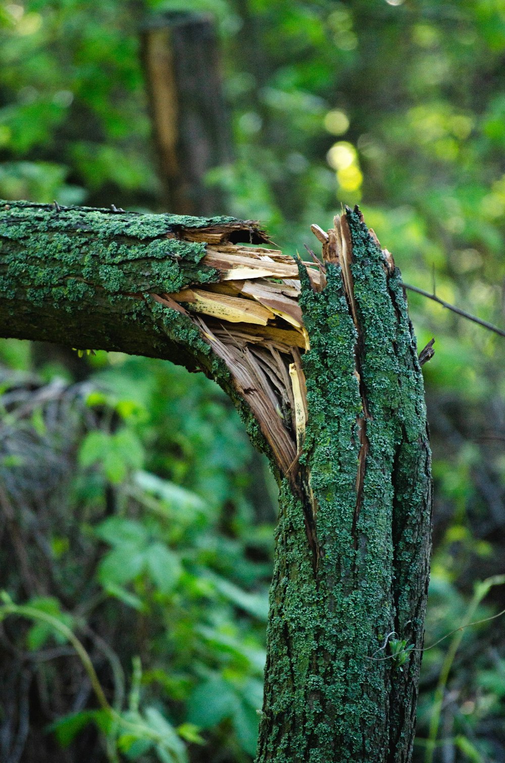 a tree that has been cut down in the forest