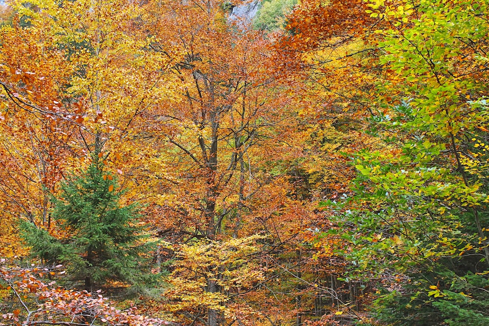 a forest filled with lots of colorful trees