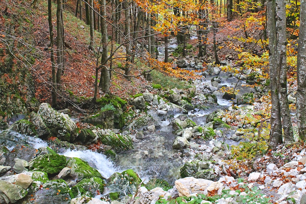 a stream running through a lush green forest