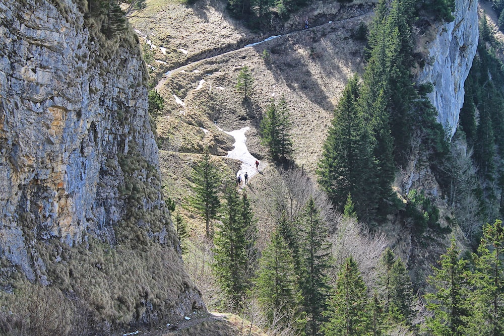 a man standing on top of a cliff next to a forest